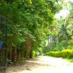 Therapeutic Gardening (“Green Therapy”)